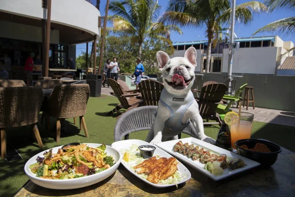 marketing restauracji - dog friendly