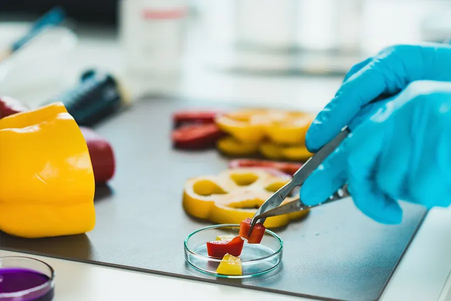 haccp - badanie żywności w laboratorium
