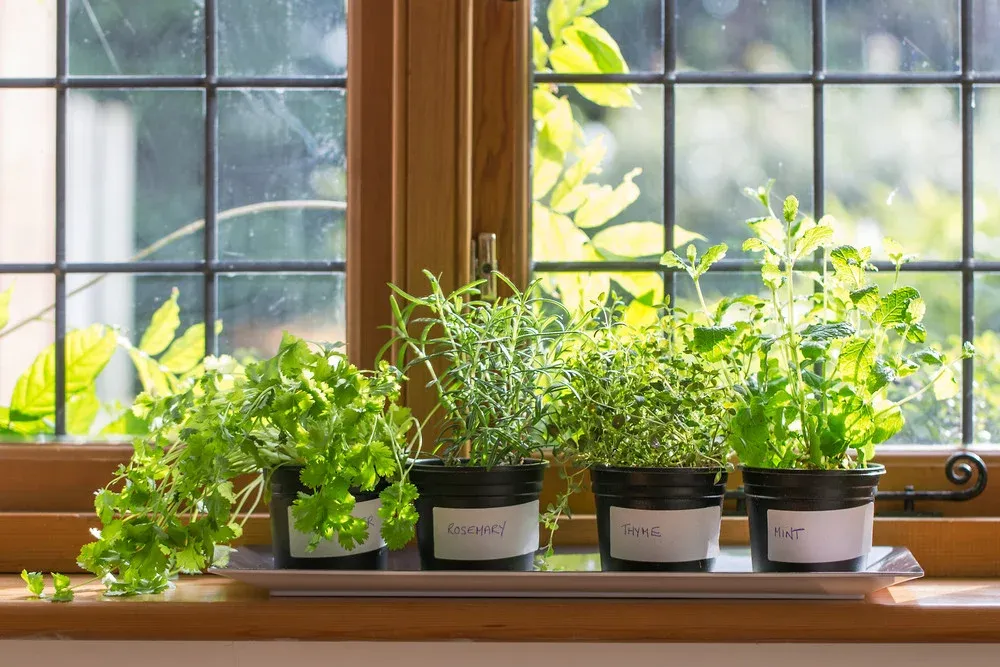 restaurant sustainability - restaurant kitchen garden
